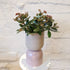 Kalanchoe cultivar (Regal Bells) - Plantsmith | Indoor Plants Melbourne